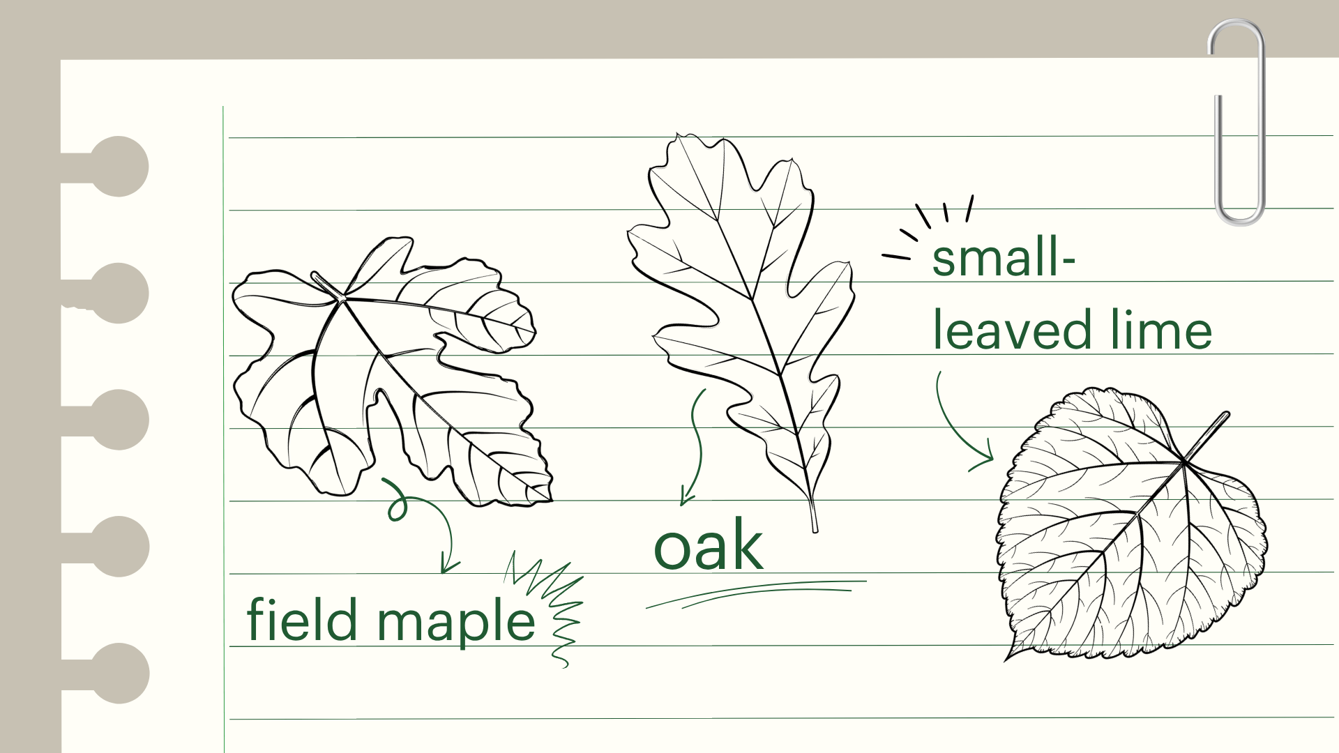 A notebook page with illustrations of field maple, oak and small-leaved lime leaves.
