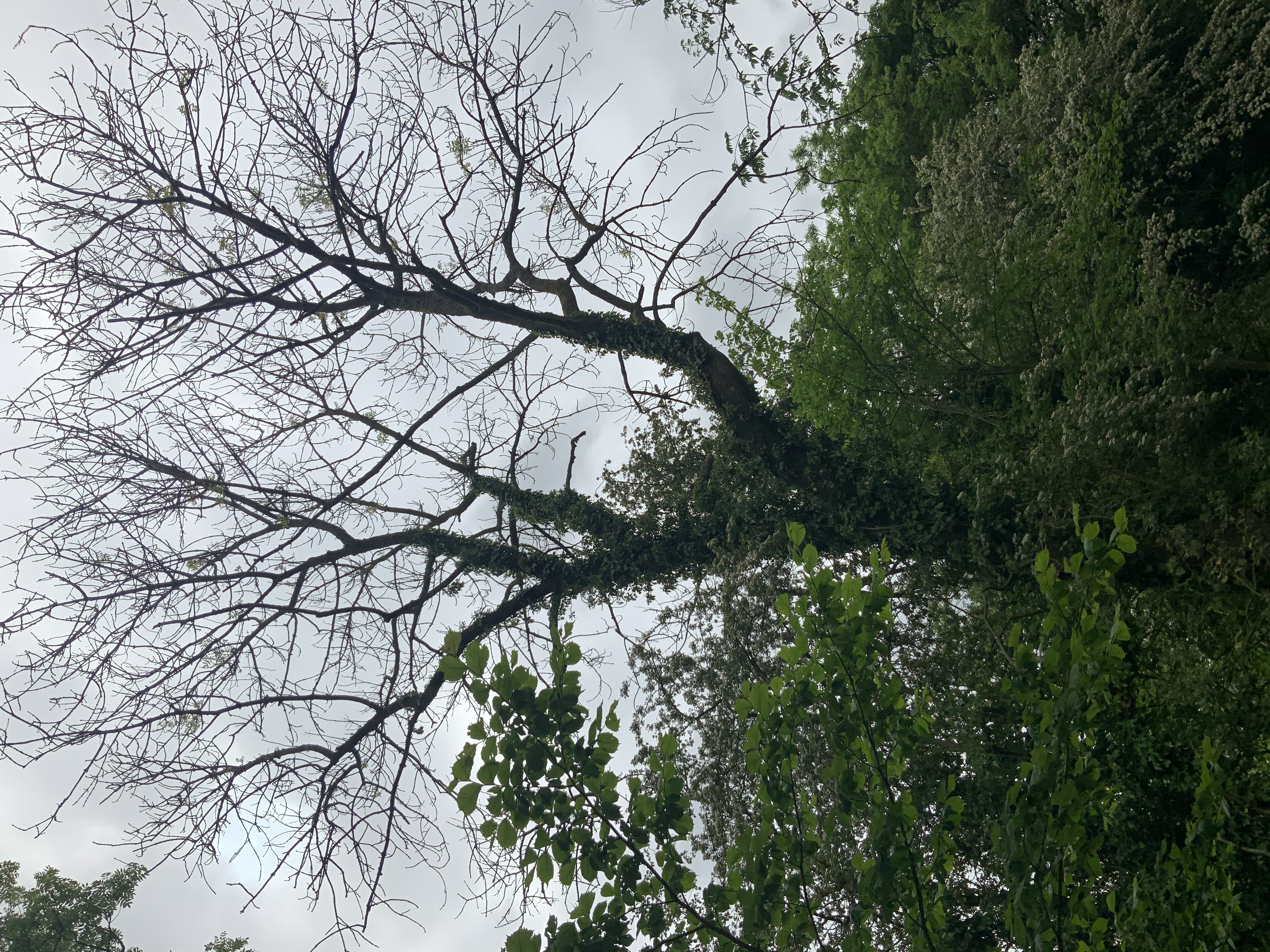 A tree with bare branches