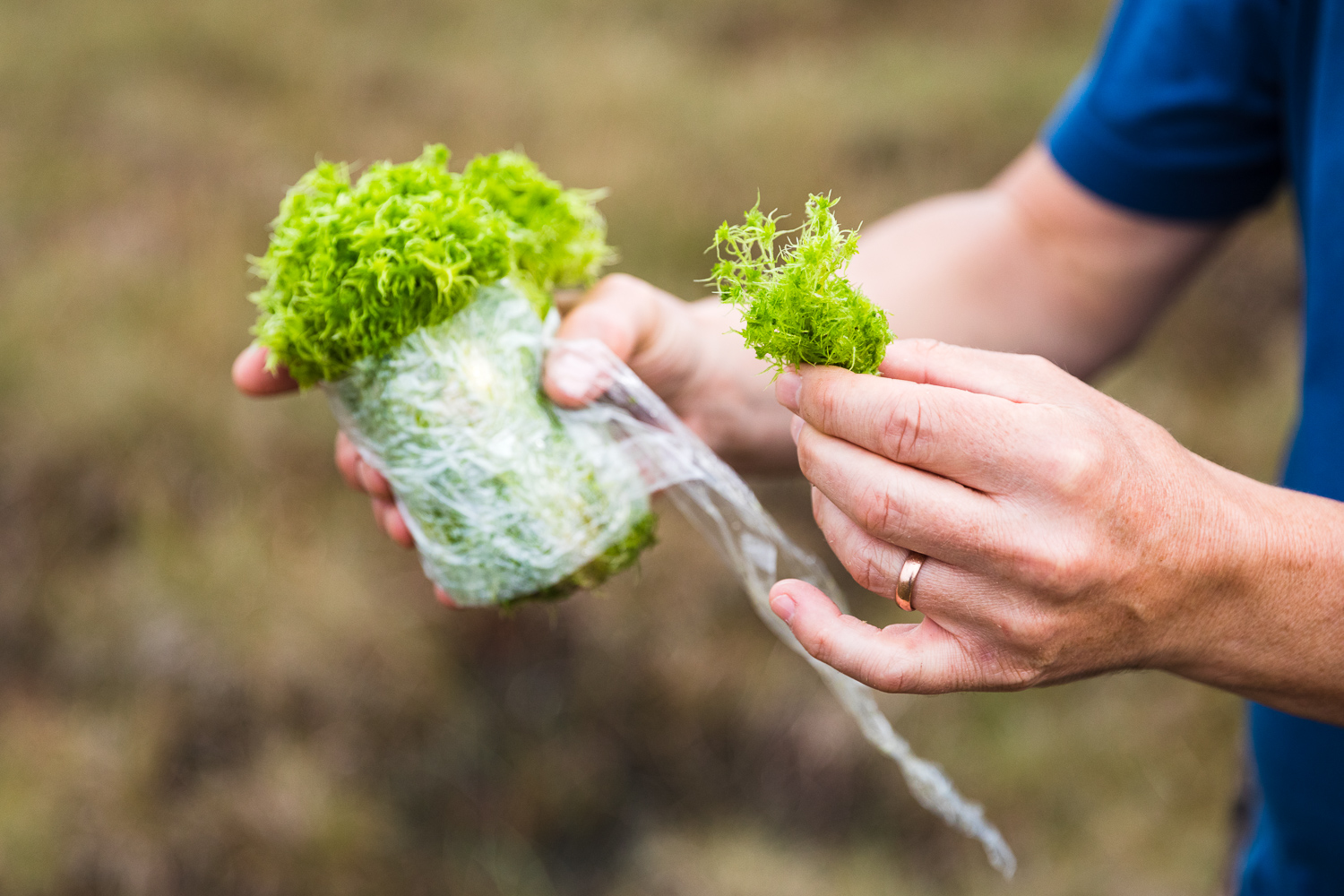 Hands holding a sphagnum plant.
