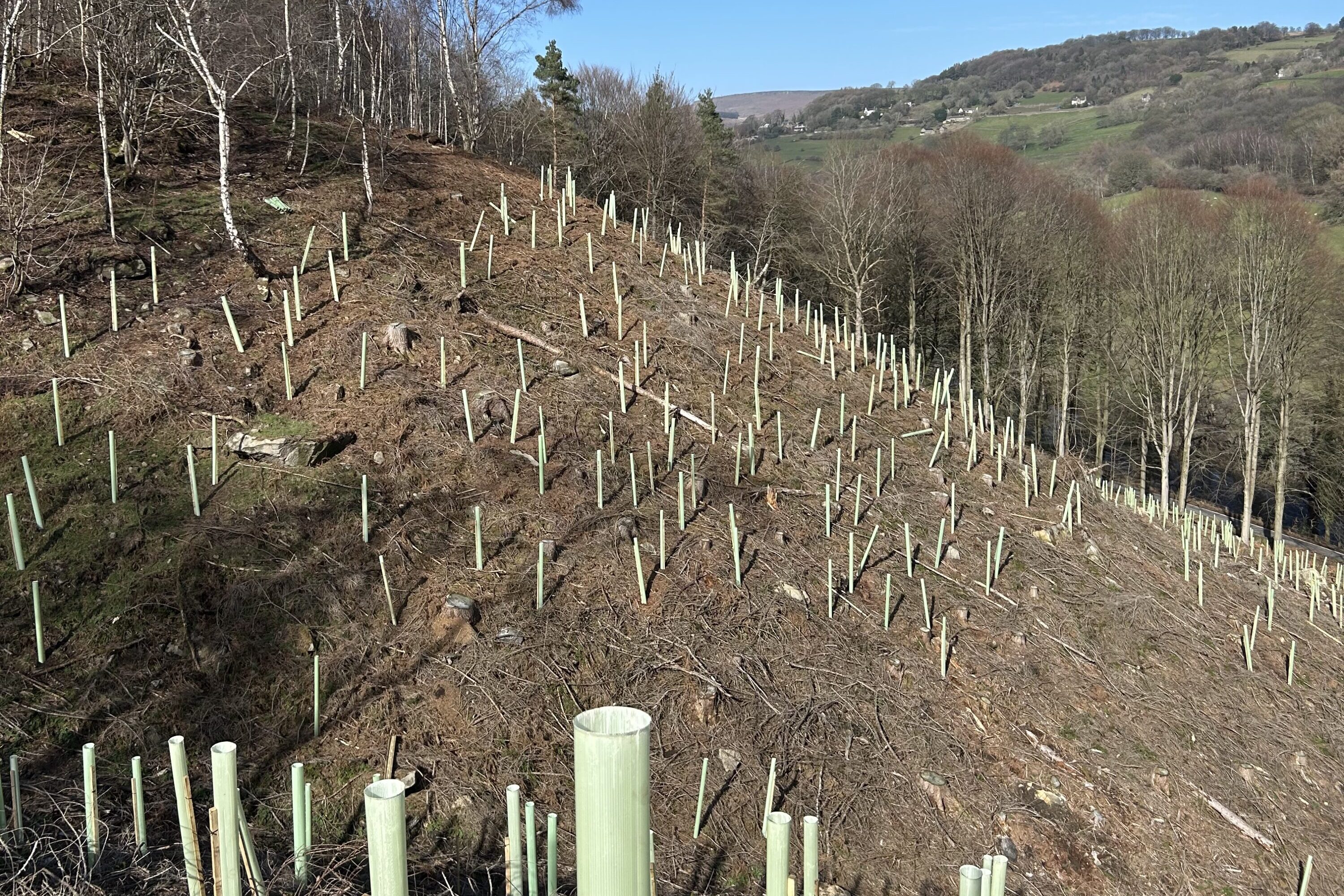 Newly planted trees in tree guards on a hill.